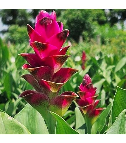Amazon.co.jp: 初心者さんにも ! 夏の花 クルクマ シャローム 生きて